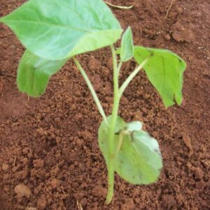 Tamarillo