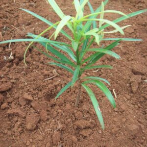 Podocarpus falcatus