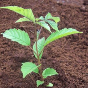 Vitex keniensis