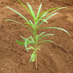 Podocarpus falcatus