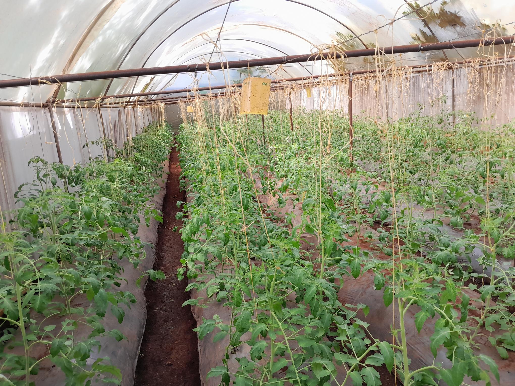 Greenhouse Farming