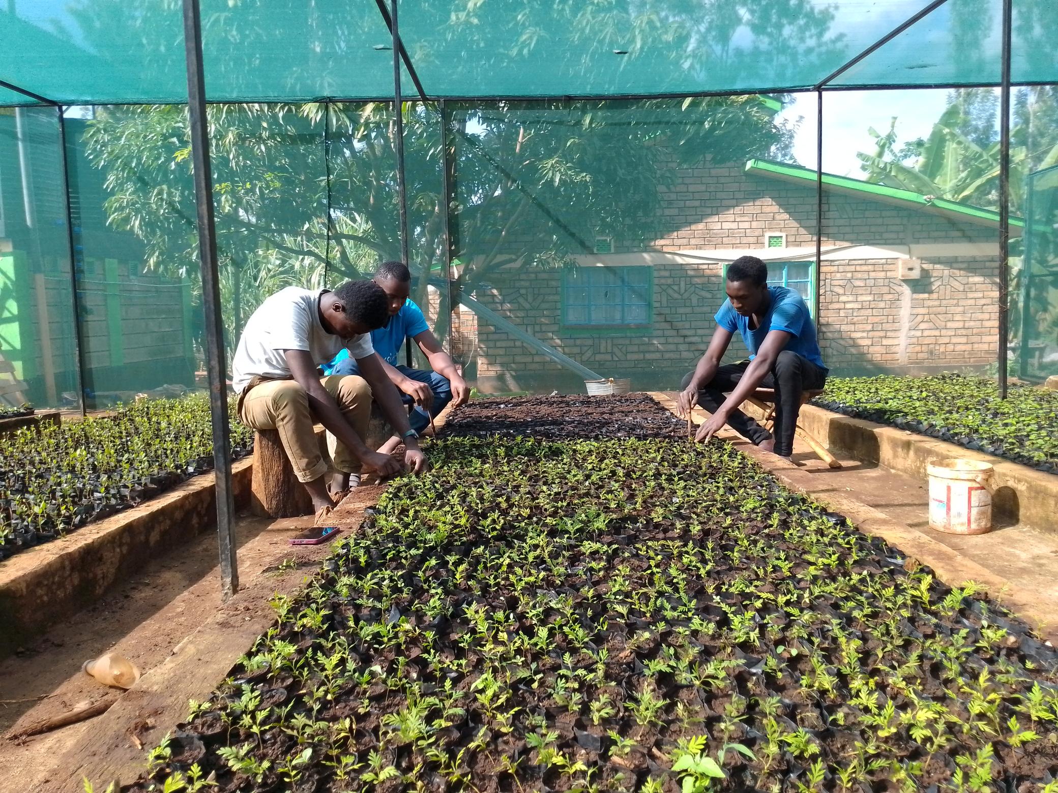 Tree Nurseries