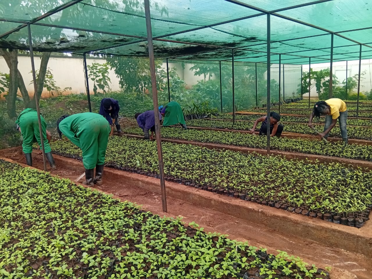 Tree Nurseries
