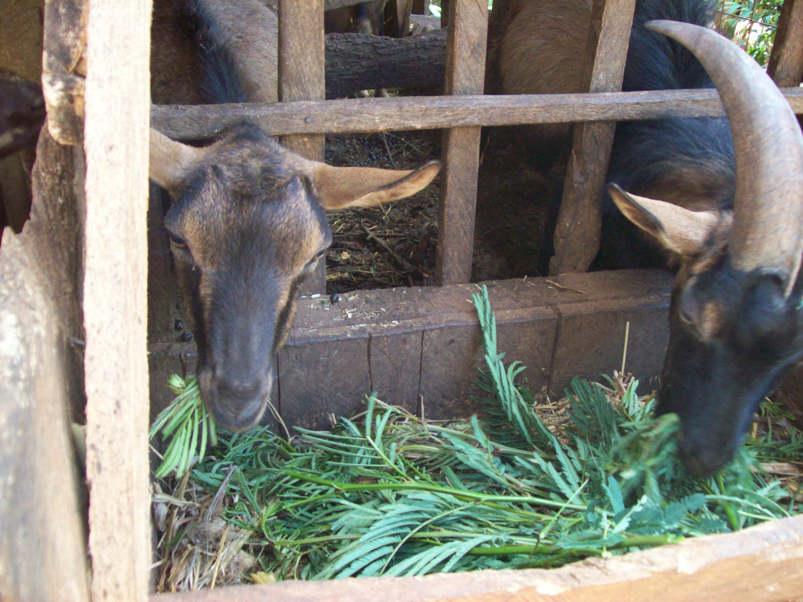 Livestock Farming